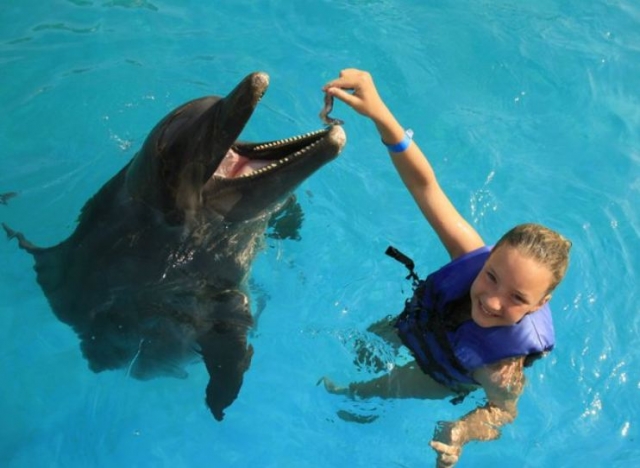 Alimentando a un mamifero acuatico